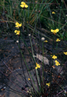 APII jpeg image of Xyris juncea  © contact APII