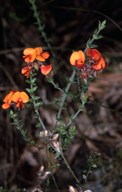APII jpeg image of Oxylobium cordifolium  © contact APII