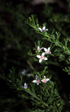 APII jpeg image of Boronia anemonifolia subsp. anemonifolia  © contact APII