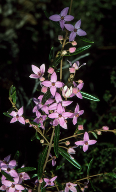 APII jpeg image of Boronia ledifolia  © contact APII