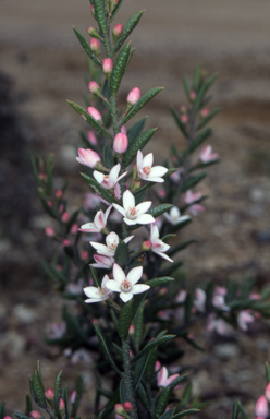 APII jpeg image of Philotheca scabra subsp. latifolia  © contact APII