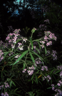 APII jpeg image of Zieria caducibracteata  © contact APII