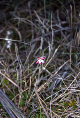 APII jpeg image of Caladenia pusilla  © contact APII