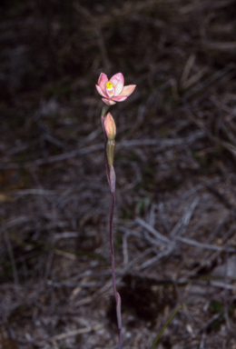 APII jpeg image of Thelymitra rubra  © contact APII