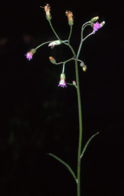 APII jpeg image of Cyanthillium cinereum  © contact APII