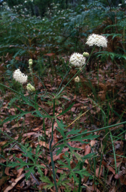 APII jpeg image of Trachymene composita var. composita  © contact APII