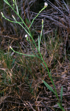 APII jpeg image of Symphyotrichum subulatum  © contact APII