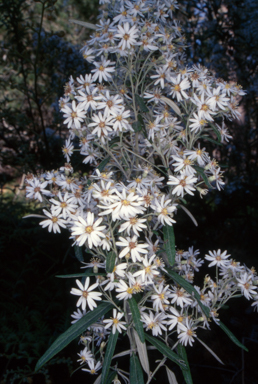 APII jpeg image of Olearia phlogopappa  © contact APII