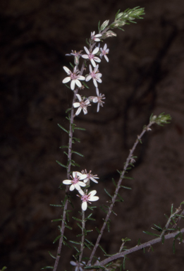 APII jpeg image of Olearia ramulosa  © contact APII