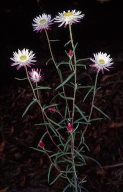 APII jpeg image of Coronidium waddelliae  © contact APII