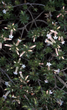 APII jpeg image of Styphelia neoanglica  © contact APII