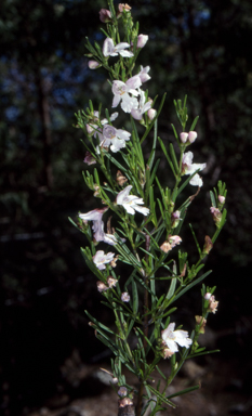 APII jpeg image of Prostanthera nivea  © contact APII