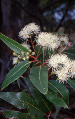 APII jpeg image of Angophora floribunda  © contact APII