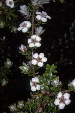 APII jpeg image of Leptospermum deuense  © contact APII
