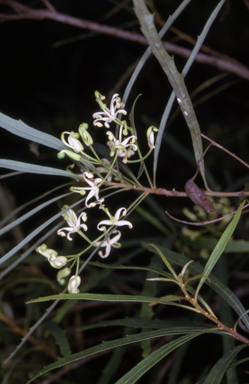 APII jpeg image of Lomatia myricoides  © contact APII