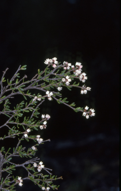 APII jpeg image of Cryptandra amara  © contact APII