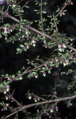 APII jpeg image of Coprosma quadrifida  © contact APII