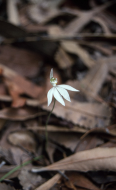 APII jpeg image of Caladenia catenata  © contact APII