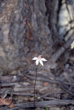 APII jpeg image of Caladenia alata  © contact APII