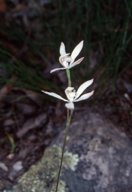 APII jpeg image of Caladenia dimorpha  © contact APII