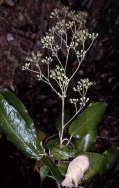 APII jpeg image of Astrotricha latifolia  © contact APII