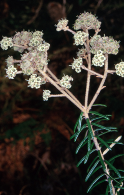 APII jpeg image of Astrotricha sp. Wallagaraugh  © contact APII