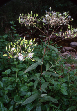 APII jpeg image of Senecio minimus  © contact APII