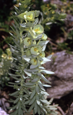 APII jpeg image of Euphorbia paralias  © contact APII