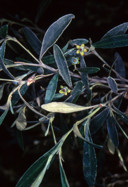 APII jpeg image of Beyeria viscosa  © contact APII