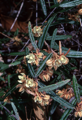 APII jpeg image of Lasiopetalum ferrugineum var. ferrugineum  © contact APII