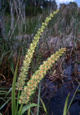 APII jpeg image of Cycnogeton procerum  © contact APII