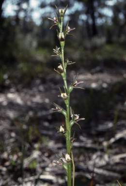 APII jpeg image of Prasophyllum odoratum  © contact APII