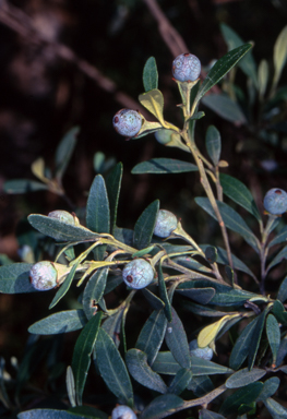 APII jpeg image of Beyeria viscosa  © contact APII