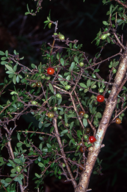 APII jpeg image of Coprosma quadrifida  © contact APII