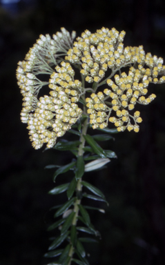APII jpeg image of Cassinia denticulata  © contact APII