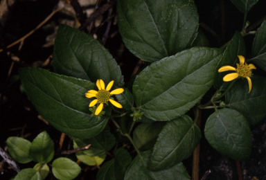 APII jpeg image of Wollastonia biflora  © contact APII