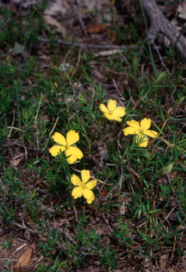 APII jpeg image of Hibbertia rufa  © contact APII