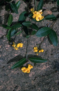 APII jpeg image of Podolobium scandens  © contact APII