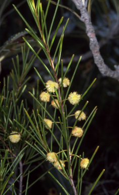 APII jpeg image of Acacia quadrilateralis  © contact APII