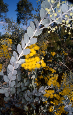 APII jpeg image of Acacia podalyriifolia  © contact APII