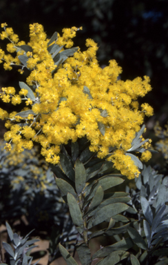 APII jpeg image of Acacia covenyi  © contact APII