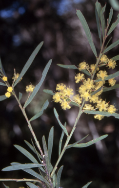 APII jpeg image of Acacia kettlewelliae  © contact APII