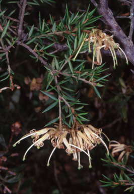 APII jpeg image of Grevillea juniperina subsp. villosa  © contact APII