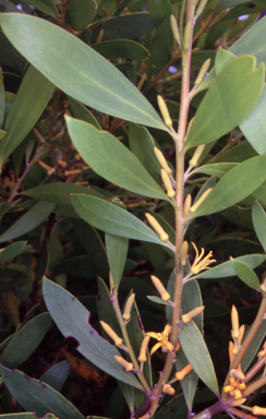 APII jpeg image of Persoonia lanceolata  © contact APII