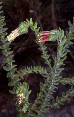 APII jpeg image of Leionema carruthersii  © contact APII