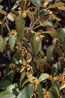 APII jpeg image of Notothixos subaureus  © contact APII