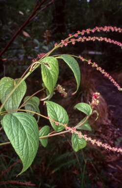 APII jpeg image of Deeringia amaranthoides  © contact APII