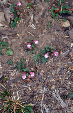 APII jpeg image of Scutellaria humilis  © contact APII