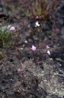 APII jpeg image of Utricularia lateriflora  © contact APII