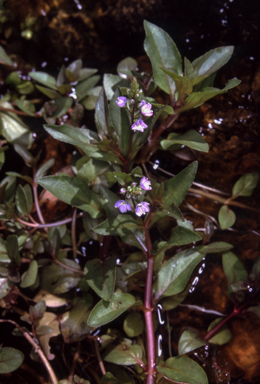 APII jpeg image of Veronica anagallis-aquatica  © contact APII